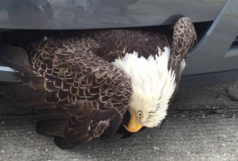Águila calva es rescatada de parachoques tras el paso de Matthew – Metro  Ecuador