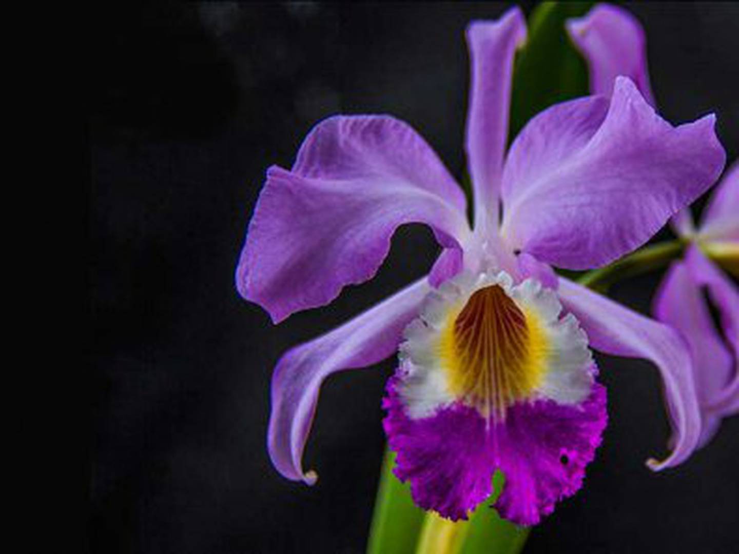 Sabe cuántas especies de orquídeas hay en Colombia? – Metro Ecuador
