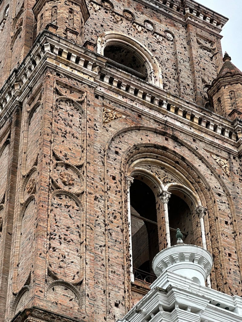 Ascalapha odorata en Cuenca.