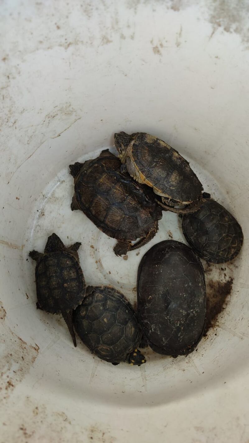 Animales hallados en fábrica de cerámica de Quito