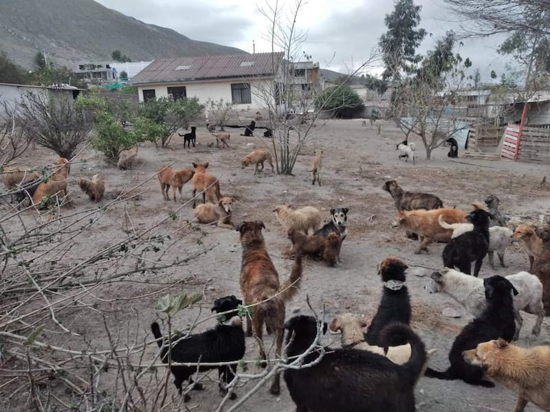 Envenenaron a perritos de la Fundación Peludos Rescate Animal Quito.