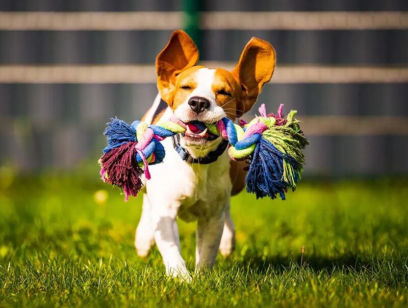 La felicidad de tu perro al escuchar ciertas frases.