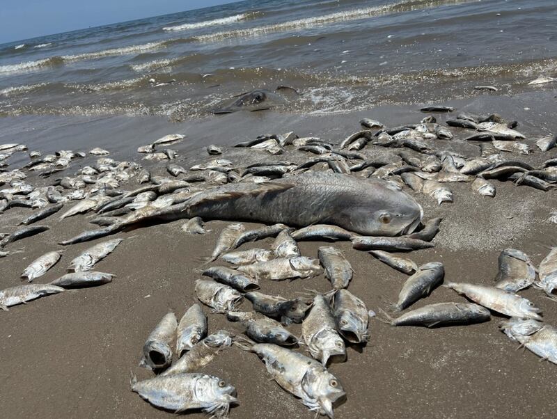 Miles de peces muertos en playa de Texas