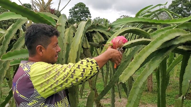 Agrocalidad asiste a los agricultores para bajar los costos de producción  y mejorar el rendimiento de los cultivos.