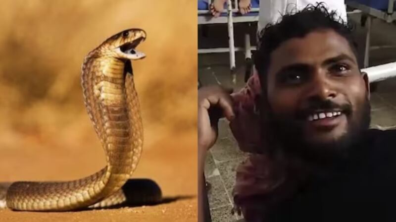 Serpiente murió tras ser mordida por un hombre