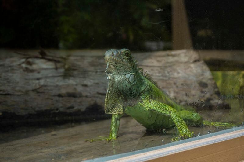 Zoológico Guayllabamba