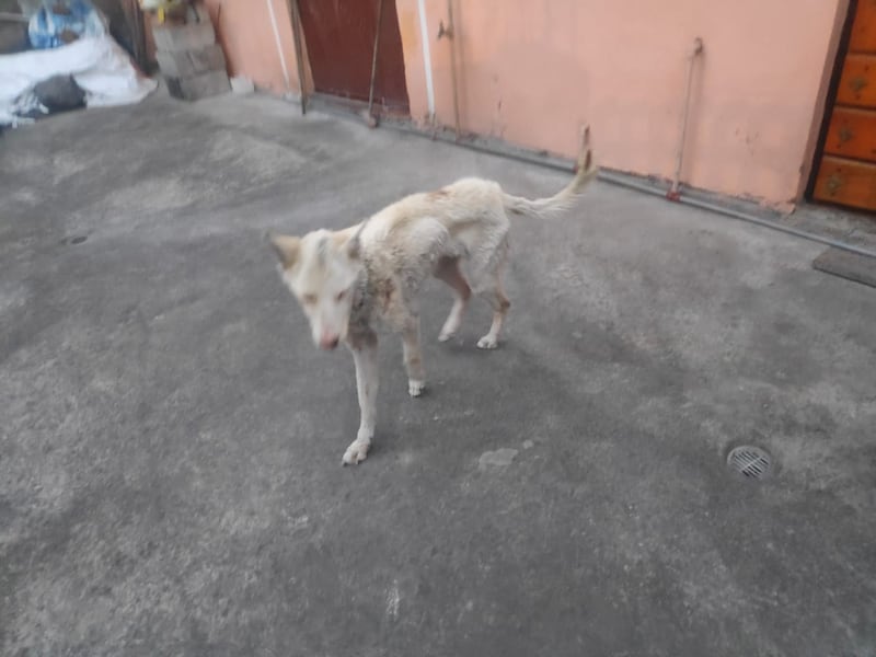 Quito: el estado de desnutrición severa con el que encontraron a una perrita