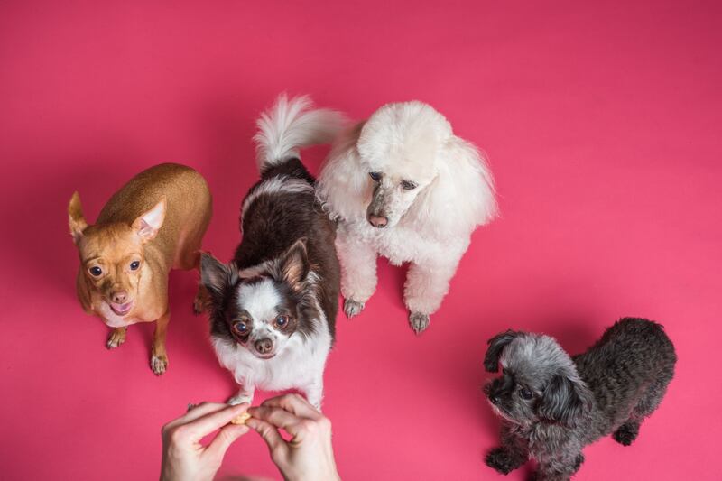 Snakcs para mascotas, recompensas y grandes aliados al momento de educar o adiestrar.