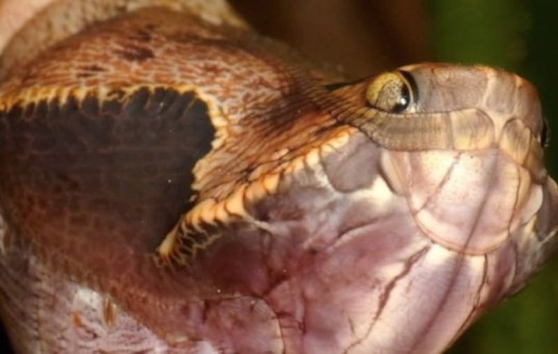 Oruga se transforma en serpiente/nmas1.org