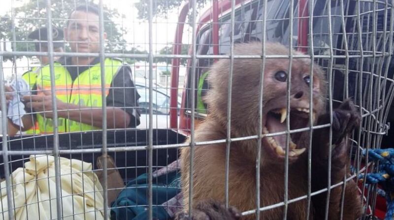 Tráfico animal en Ecuador