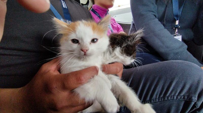 Gatos rescatados en el sur de Quito