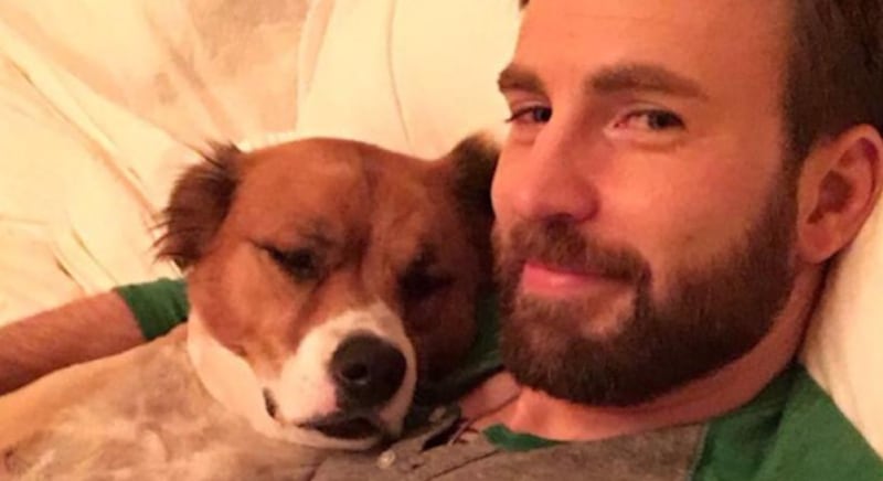 Chris Evans y su perro rescatado