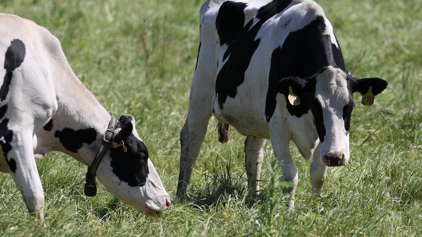 Vacas contaminan al generar metano