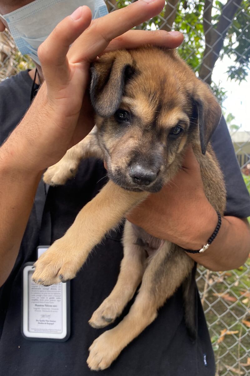 Animales rescatados de la Penitenciaría del Litoral.