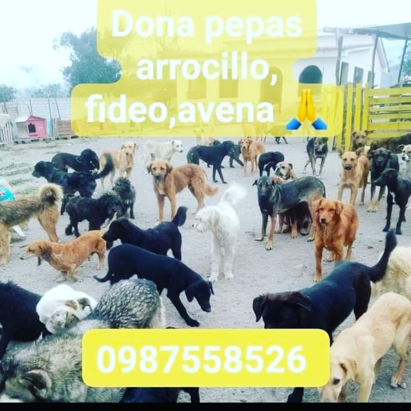 Contacto de la Fundación Peludos Rescate Animal Quito.