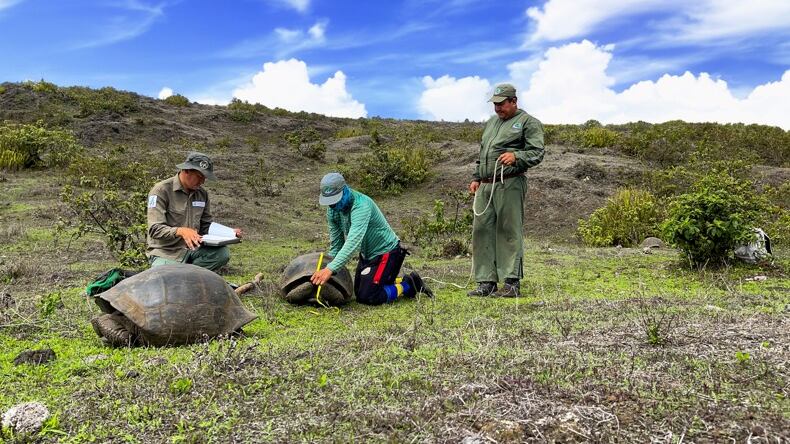 Censo de tortugas gigantes Galápagos
