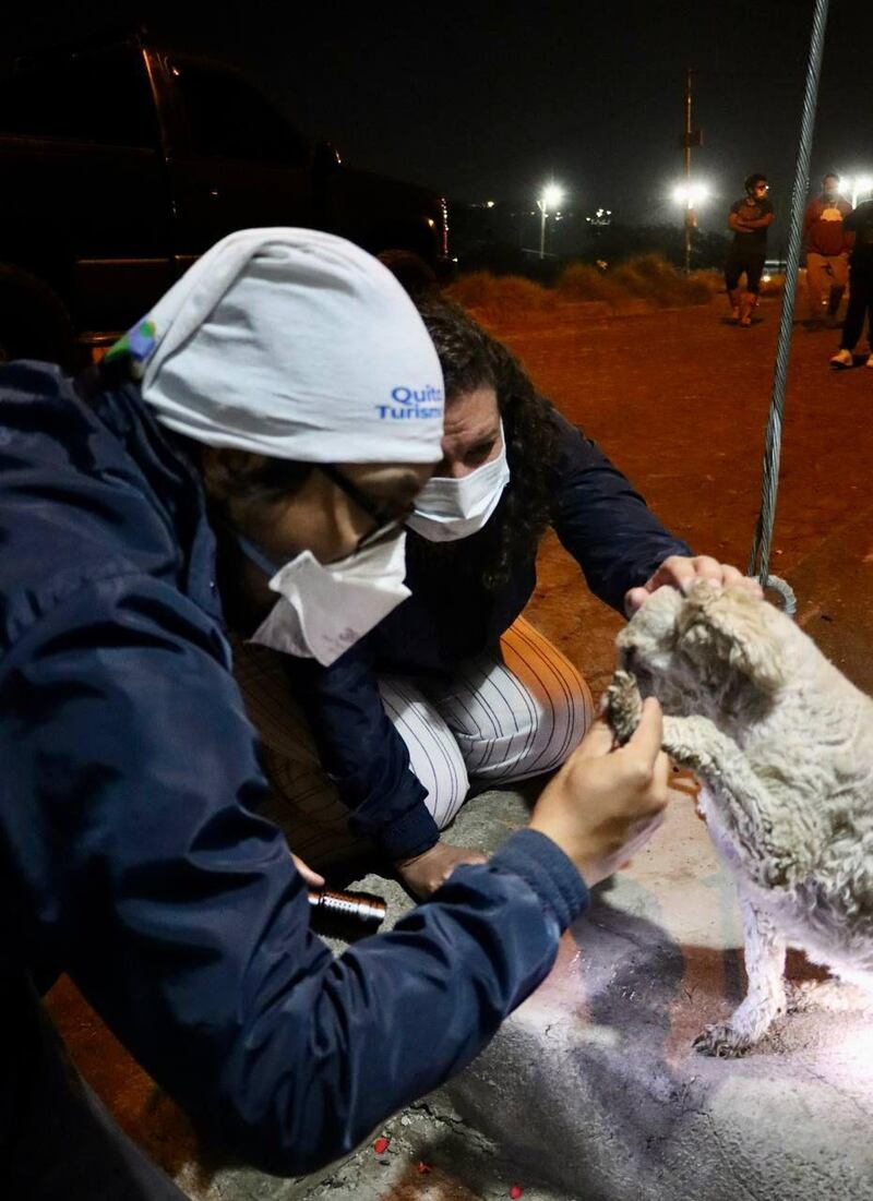 UBA atiende a los animales de compañía y silvestres frente a los incendios forestales que afectan a Quito