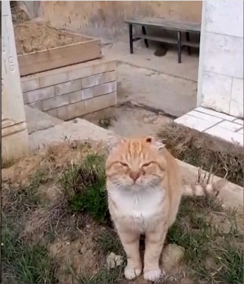 Hachiko la gatita rusa que vive en la tumba de su dueño