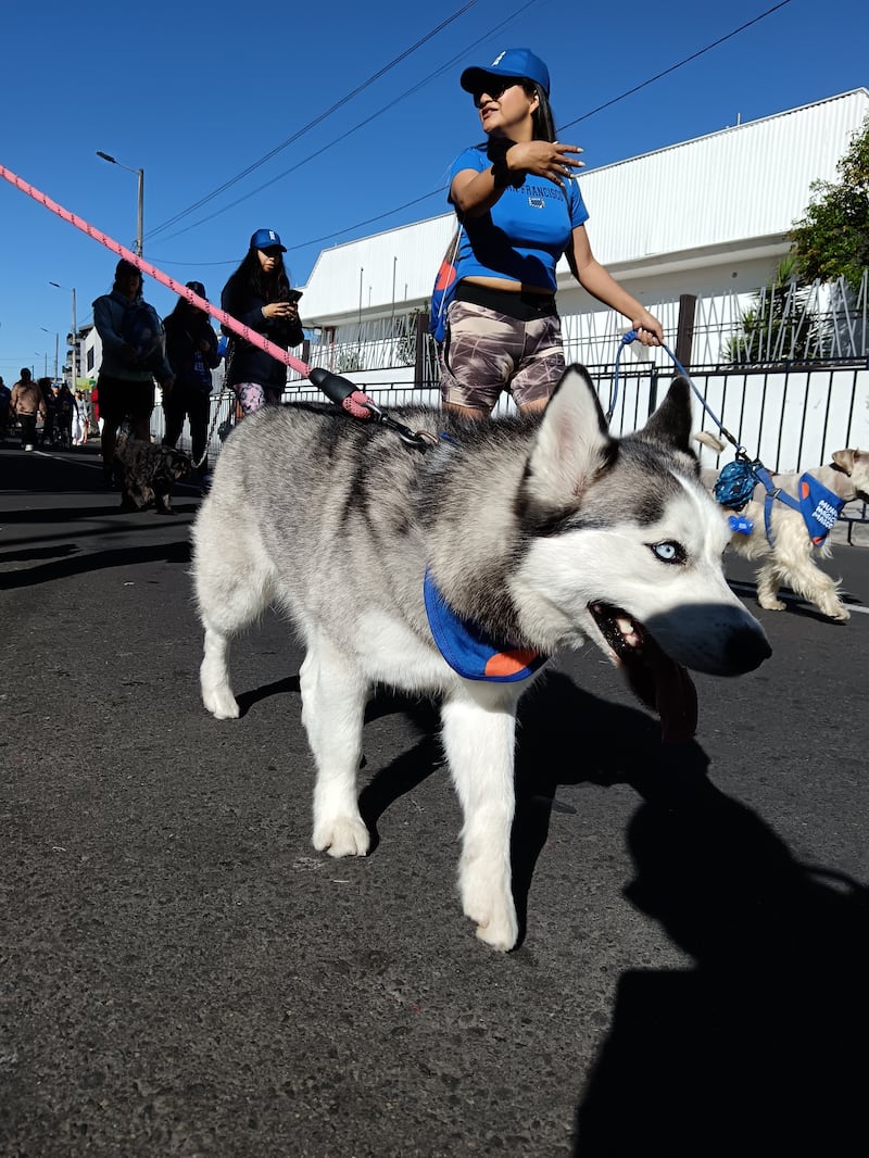 ’Ruta Mágica, ¡Vamos a pata!’ de Mundo Mágico de la Mascota