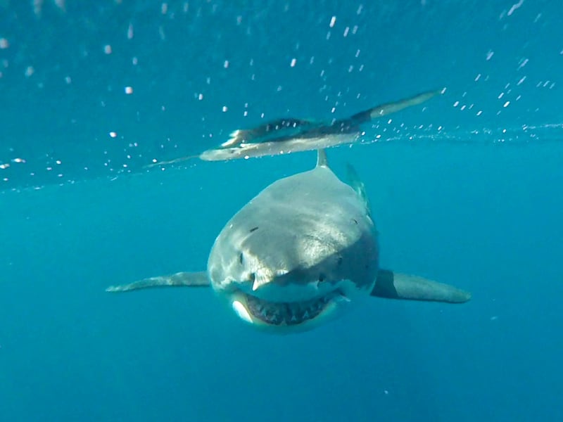 Tiburón blanco en las Islas Galápagos