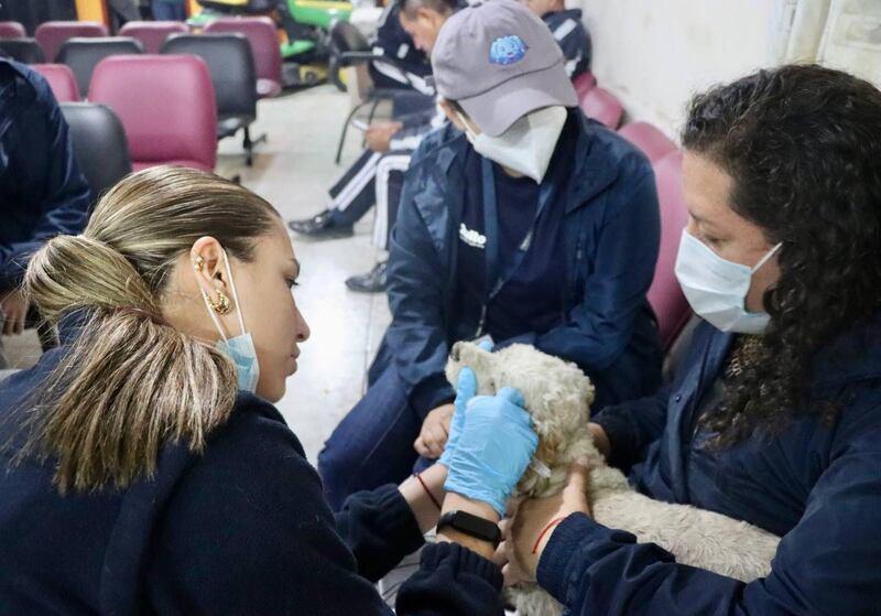 UBA atiende a los animales de compañía y silvestres frente a los incendios forestales que afectan a Quito