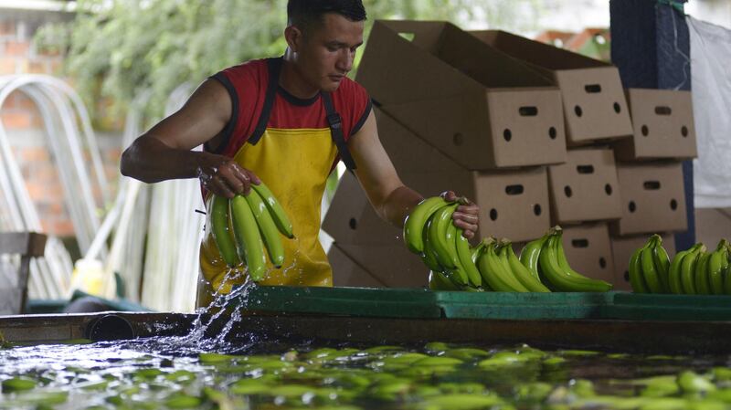 Exportación de bananas