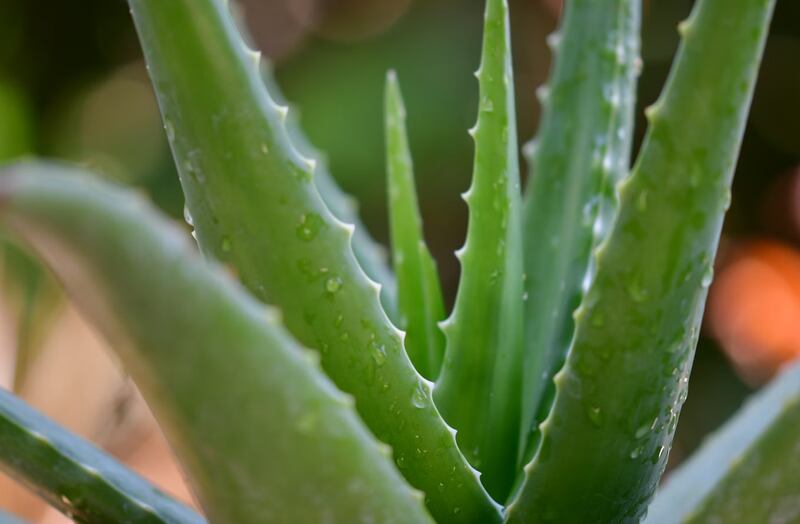 El gel de aloe vera ayuda a equilibrar el cuero cabelludo