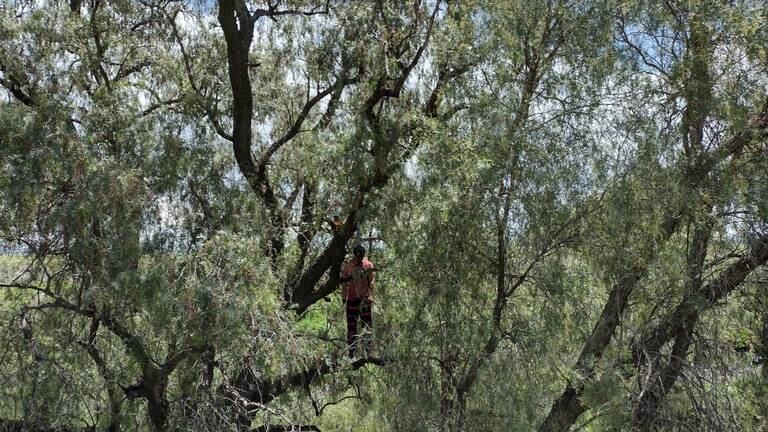 Un joven fue hallado colgado de un árbol en el Calzado, sur de Quito