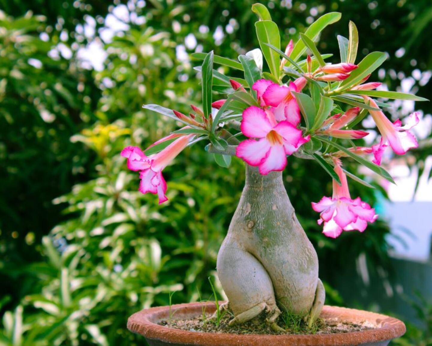 Día de las Madres la rosa del desierto es ideal para darle a mamá