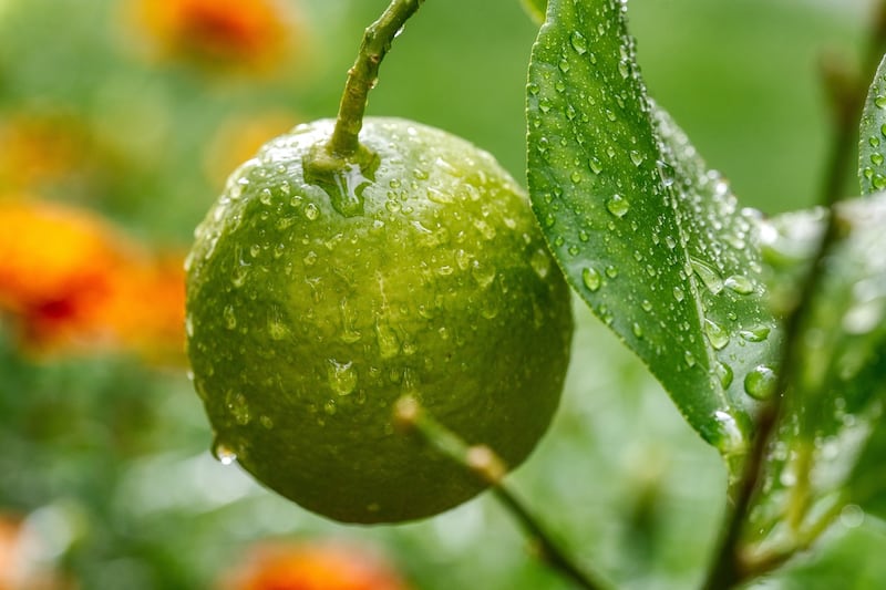 Limón no para de subir.