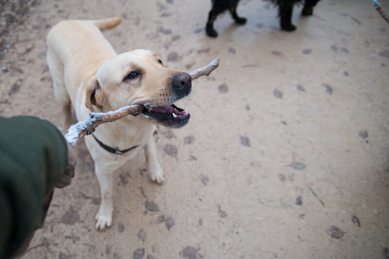 Snacks como recompensa para entrenar a tu perro