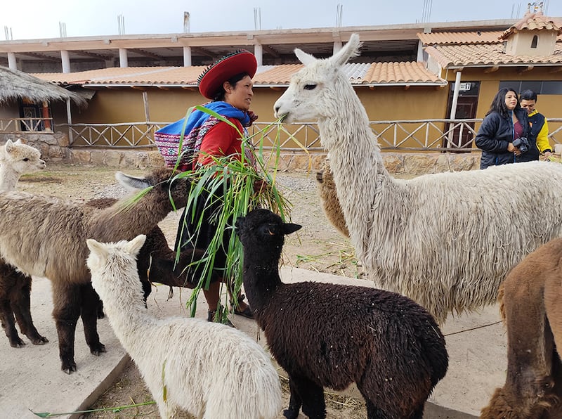 Alpacas, vicuñas y llamas.