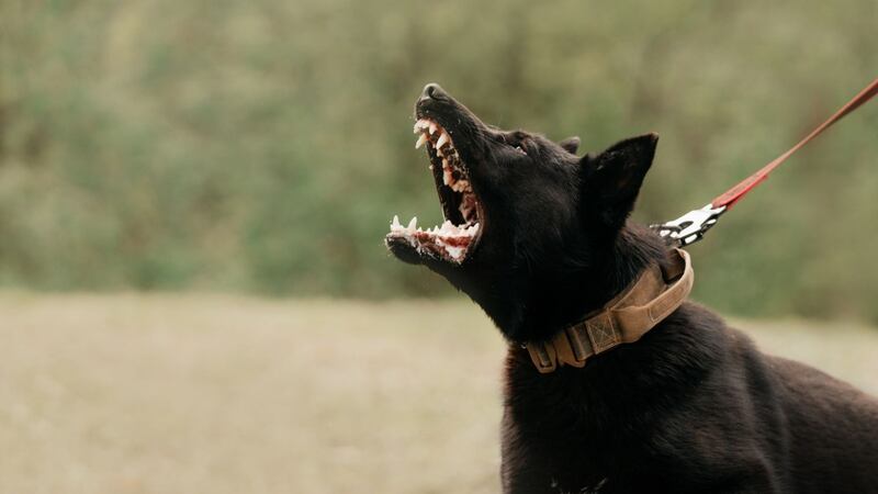 Perro mordió a un señor