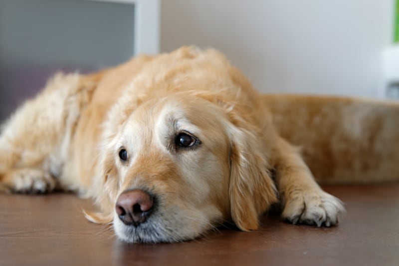 Fundación de rescate de animales necesita ayuda económica