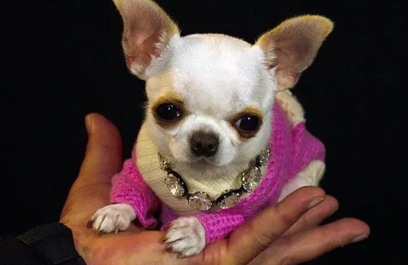 La chihuahua Pearl, la perra más pequeña del mundo