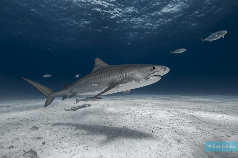 Requin Tigre nageant sur un fond sableux - Bahamas
Tiger shark swimming on a sandy bottom - Bahamas