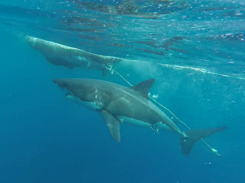 Tiburón blanco en las Islas Galápagos