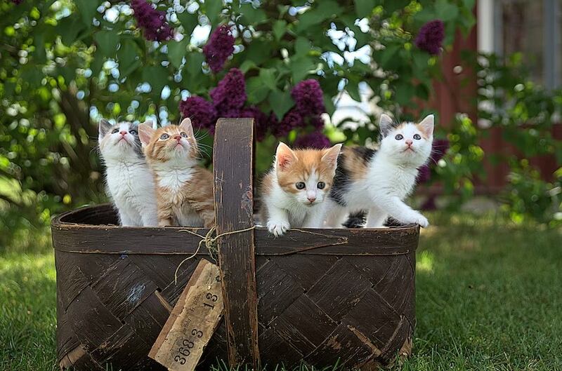 Los gatitos son de las mascotas más adorables