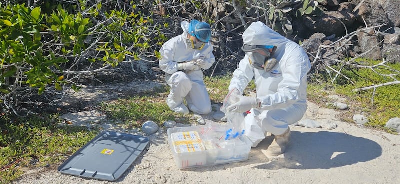 Acciones y toma de muestras ante la  gripe aviar en Galápagos