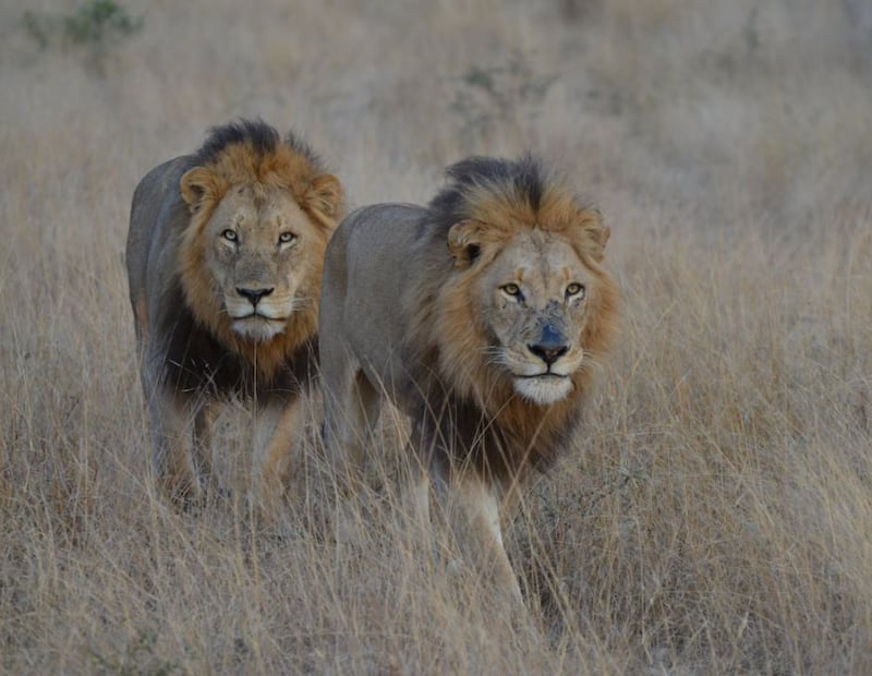 Soñar con leones guarda un mensaje bastante significativo