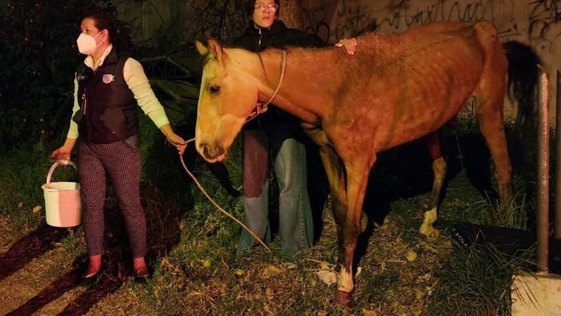 Los 22 caballos de la Policía Nacional fueron rescatados tras los incendios forestales en Quito