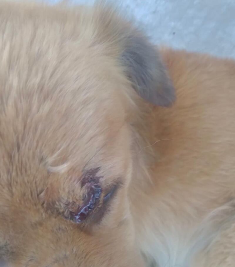 Abusaron sexualmente de un perrito al sur de Quito