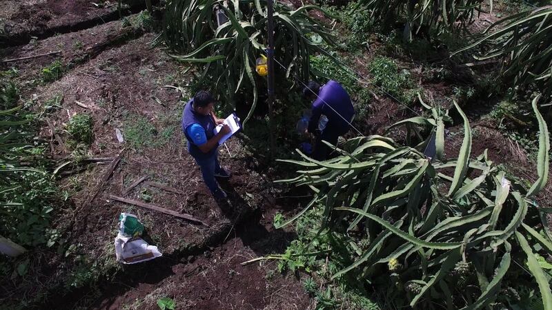 Las provincias con mayor producción de esta fruta son Morona Santiago, Manabí y Guayas.