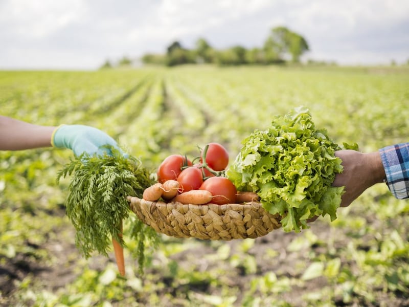 Ecuador lanza innovadora plataforma virtual que impulsa agronegocios  sostenibles e inclusivos al mercado global