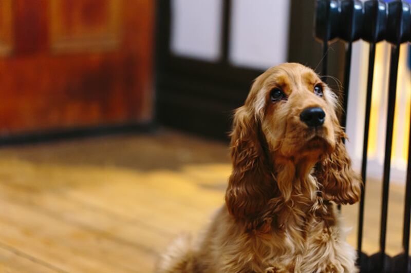 Cocker spaniel inglés