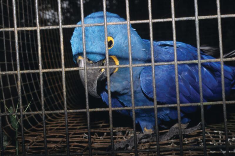 Tráfico de aves en Ecuador