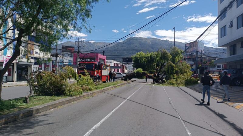 Caída de árboles en Quito