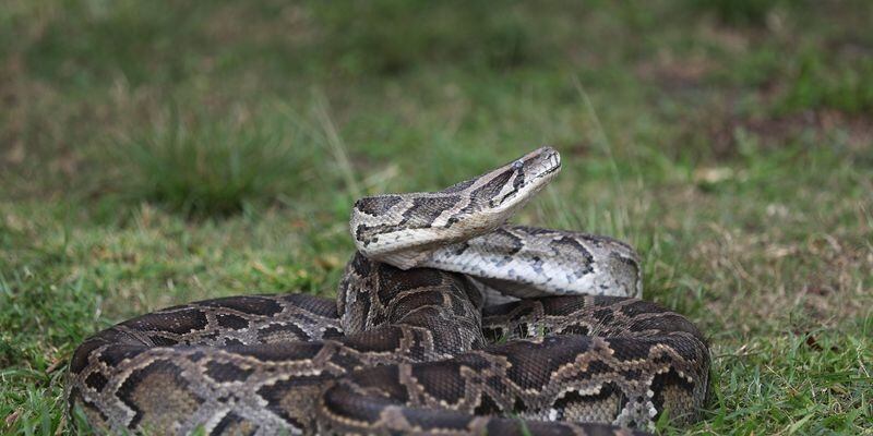 Boa Constrictora