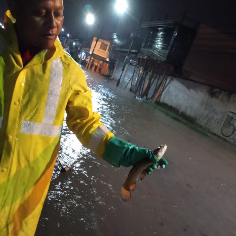 Peces hallados en los sistemas de aguas lluvias en Guayaquil