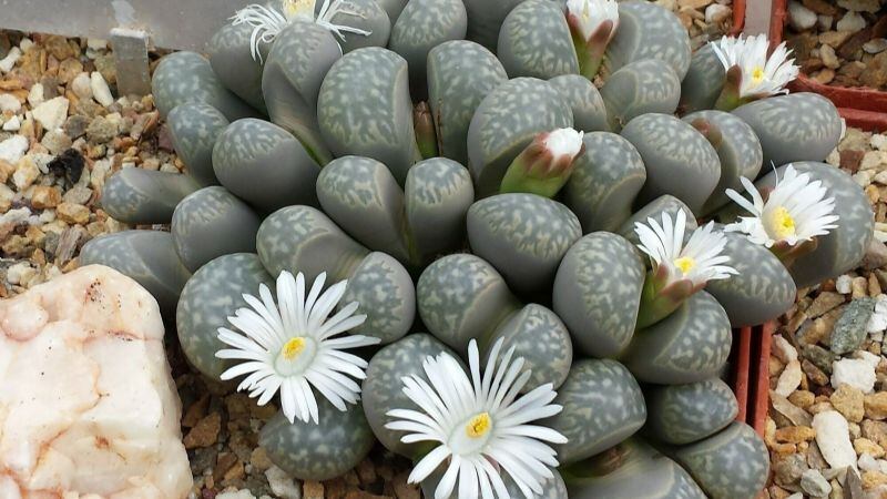 Plantas: conheça as suculentas mais resistentes e exóticas que existem